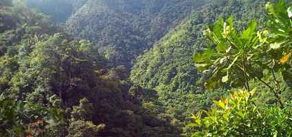 choco-rainforest-photo