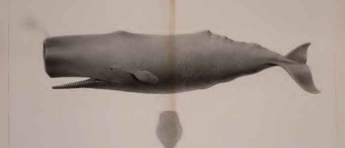 Sperm Whale by Scammon, Charles Melville, 1825-1911