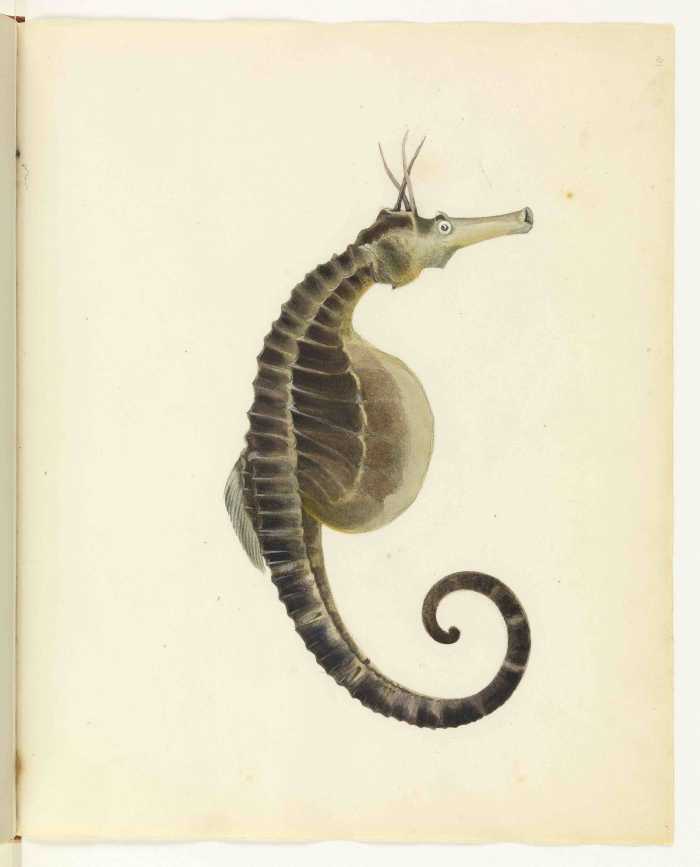 An original plate from Gould's Book of Fish