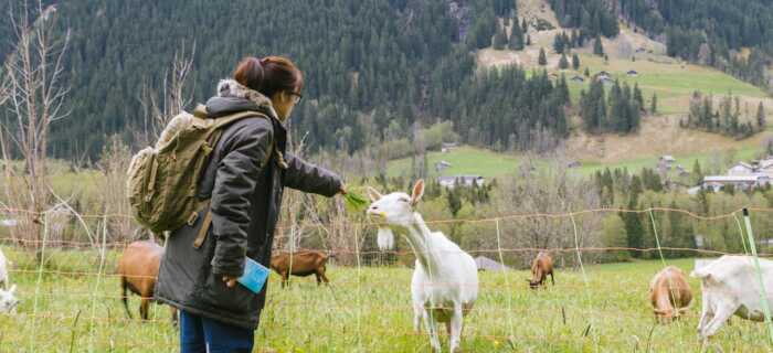 Woman Feeding Goat