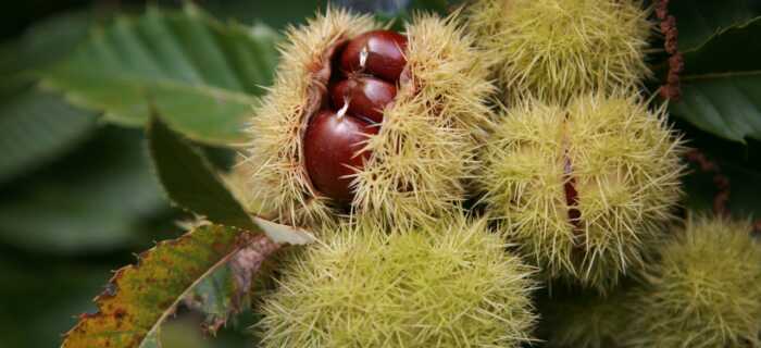 Chestnut on Tree