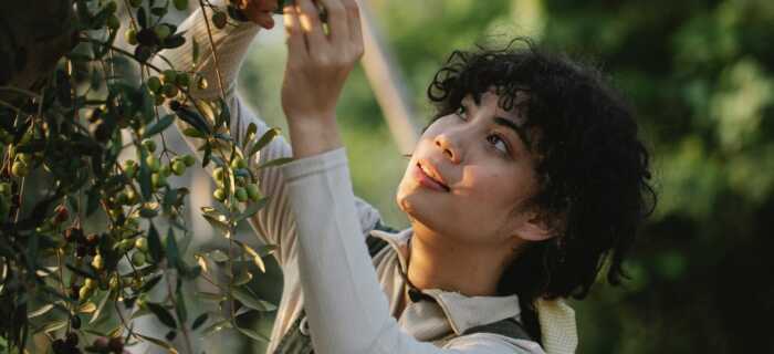 Woman Picking Olives